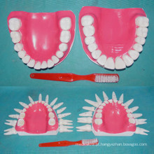 Humano Normal 28 Modelo de Dentes para Demonstração Médica